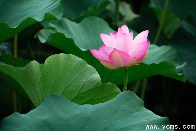 777久久久精品一区二区三区