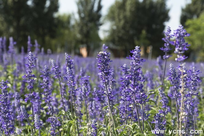 777久久久精品一区二区三区