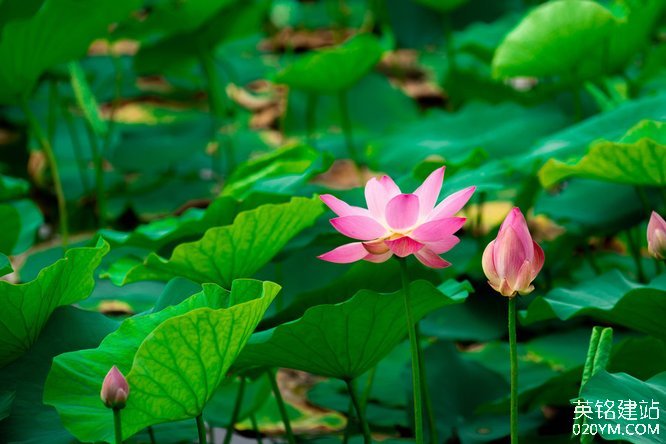 777久久久精品一区二区三区