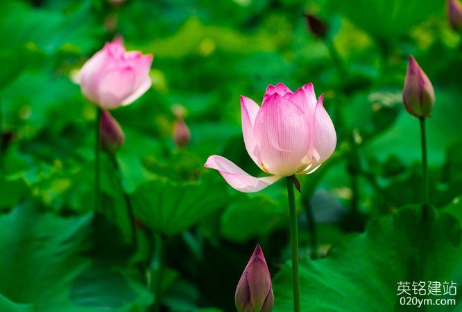 777久久久精品一区二区三区