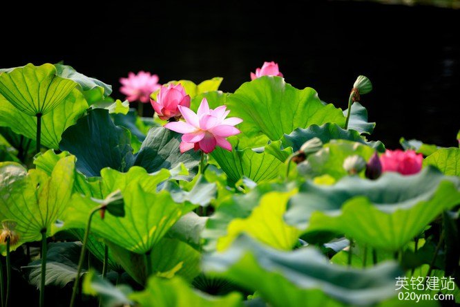 777久久久精品一区二区三区