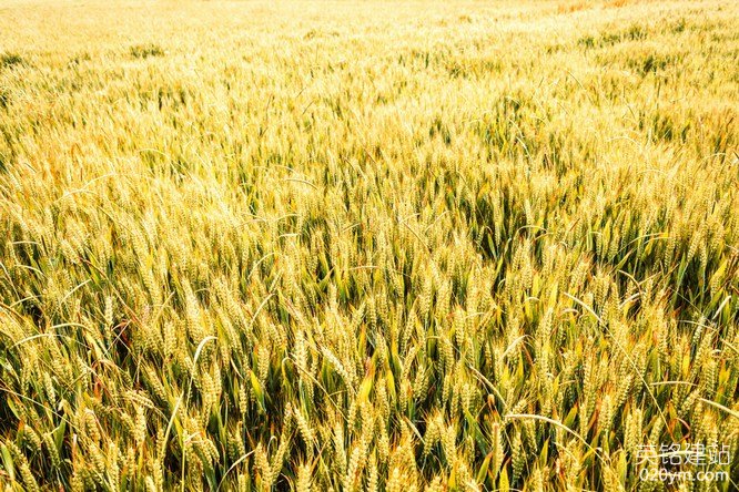 777久久久精品一区二区三区