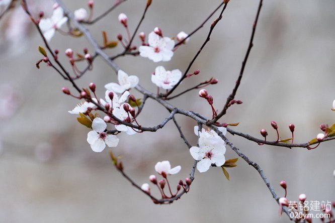 777久久久精品一区二区三区