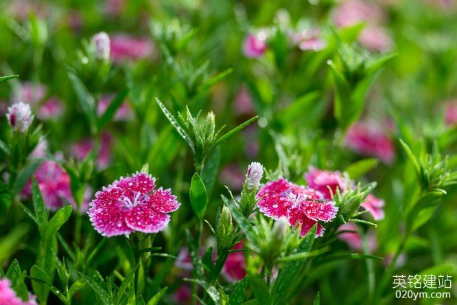 777久久久精品一区二区三区