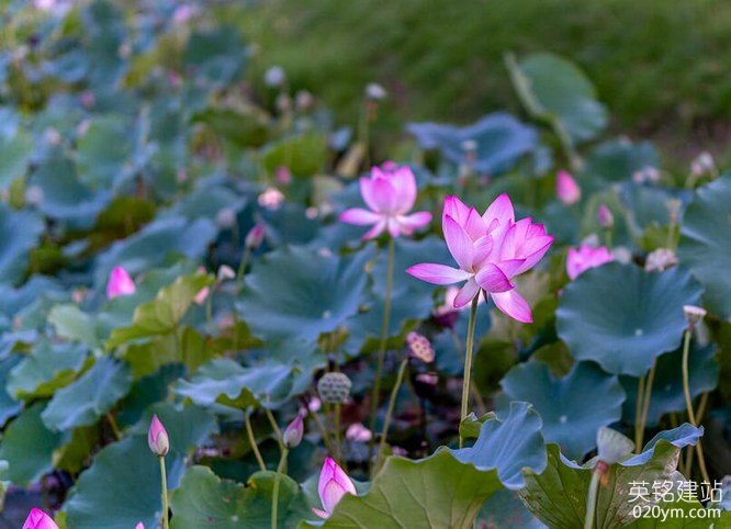 777久久久精品一区二区三区