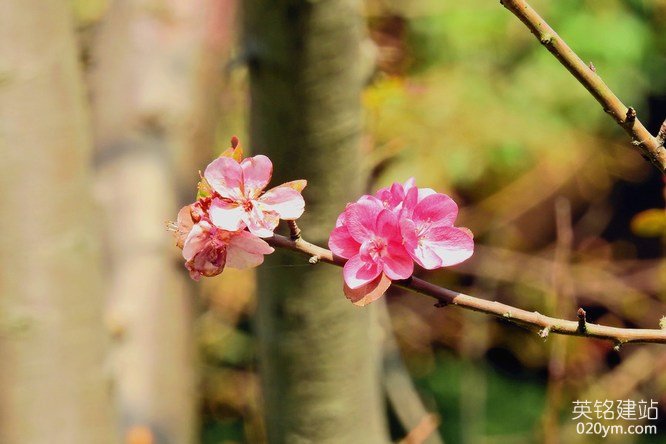 777久久久精品一区二区三区