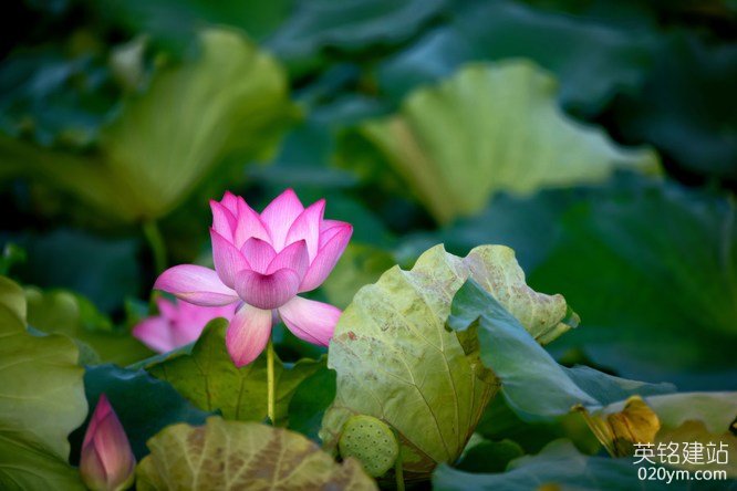 777久久久精品一区二区三区