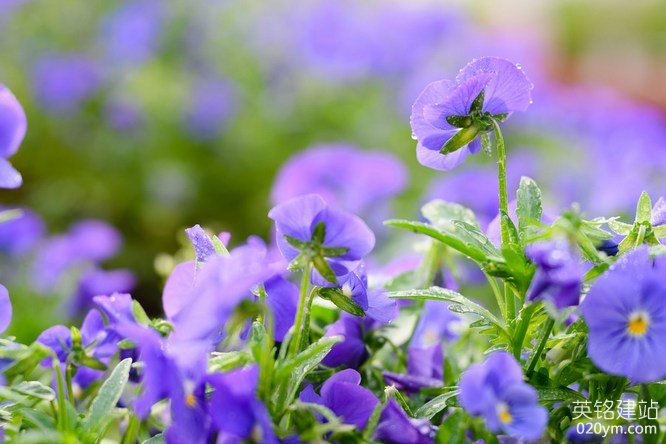 777久久久精品一区二区三区