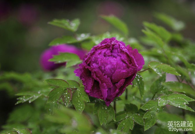 777久久久精品一区二区三区