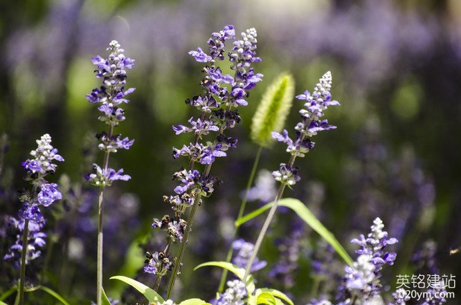 777久久久精品一区二区三区