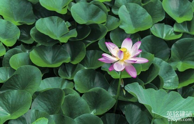 777久久久精品一区二区三区