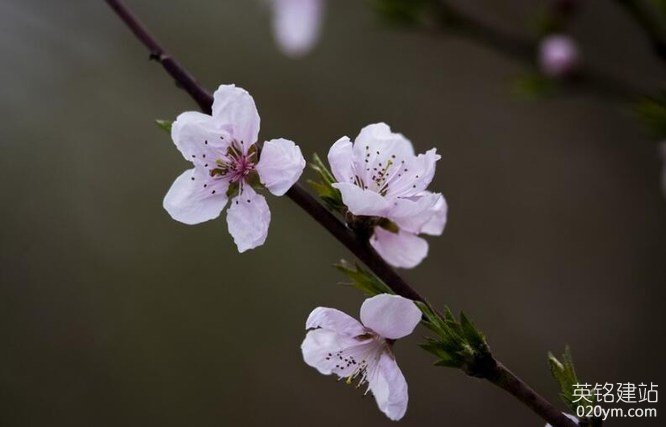 777久久久精品一区二区三区