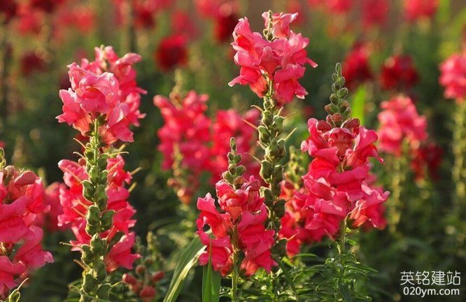 777久久久精品一区二区三区