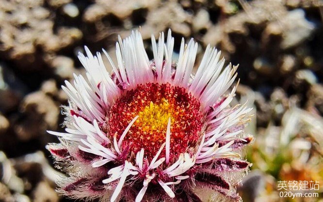 777久久久精品一区二区三区