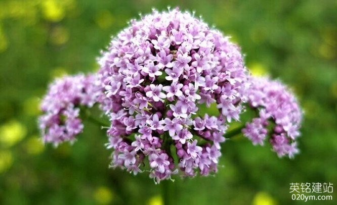 777久久久精品一区二区三区