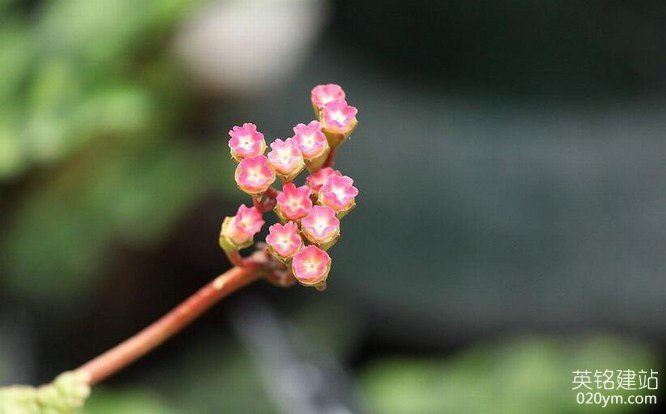 777久久久精品一区二区三区