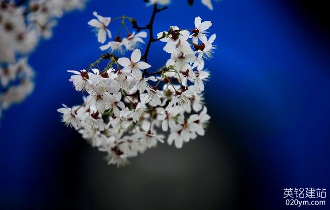 777久久久精品一区二区三区