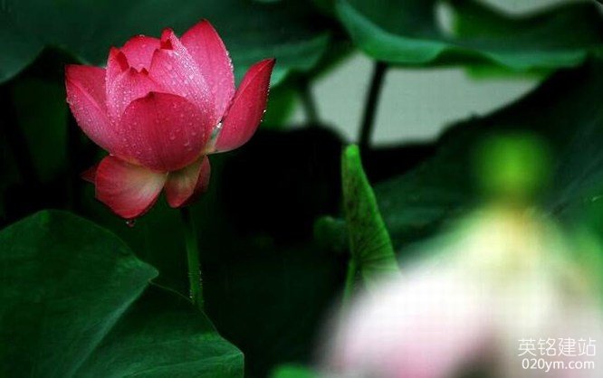 777久久久精品一区二区三区