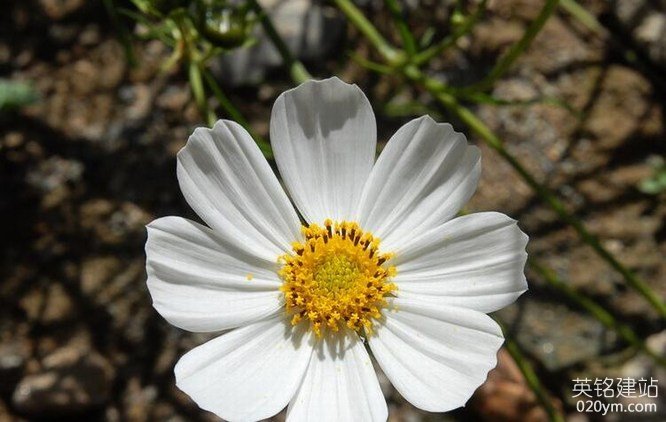 777久久久精品一区二区三区