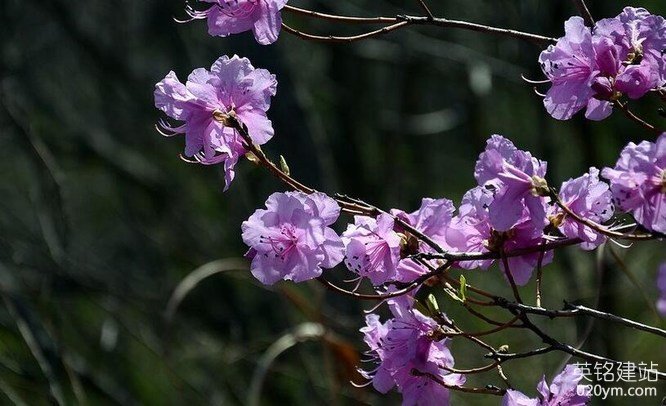 777久久久精品一区二区三区