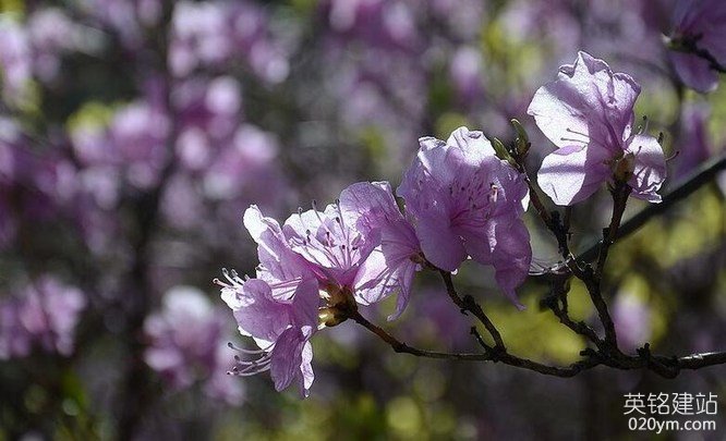 777久久久精品一区二区三区