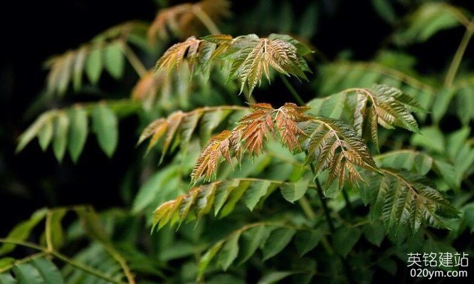 777久久久精品一区二区三区