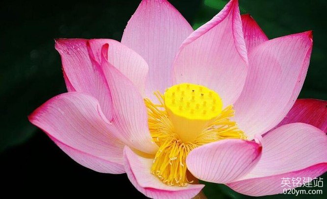 777久久久精品一区二区三区