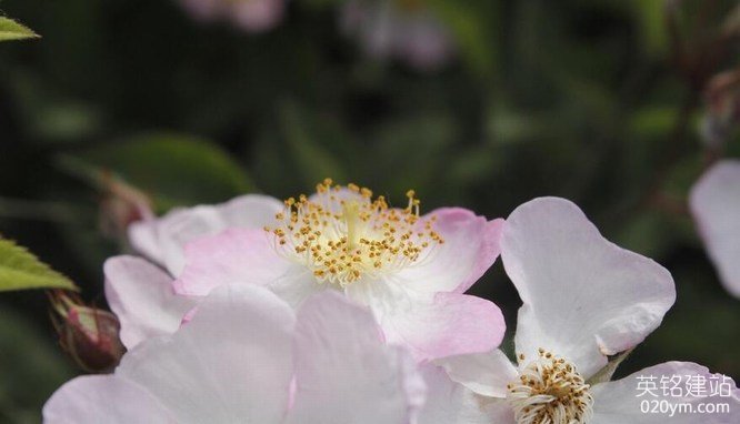 777久久久精品一区二区三区