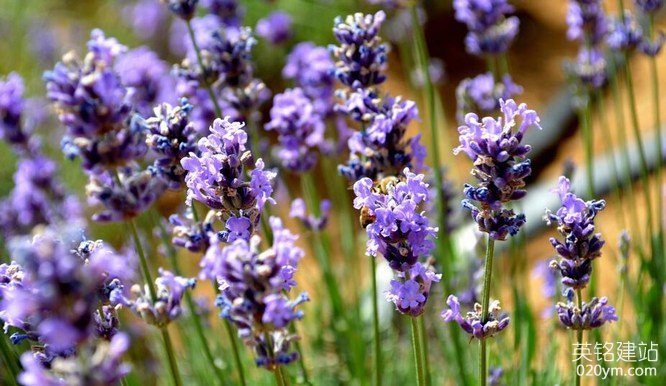 777久久久精品一区二区三区