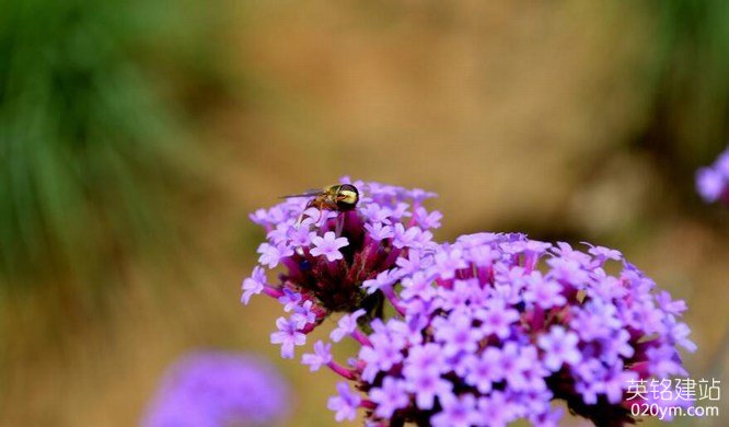 777久久久精品一区二区三区