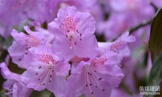 777久久久精品一区二区三区